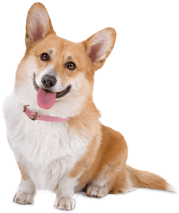 Image of corgi dog. Copyright pngegg.com.